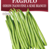 Haricot nain Odeon P.V.