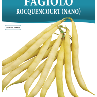 Haricot nain Rocquencourt