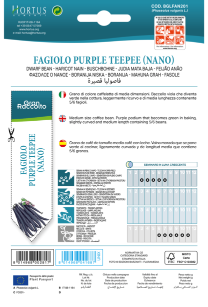 Haricot nain Purple Teepee