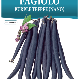 Haricot nain Purple Teepee