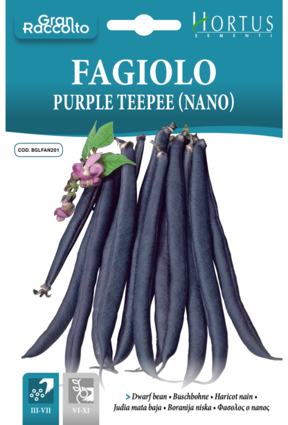 Haricot nain Purple Teepee