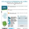 Fève Aguadulce Supersimonia (Sel. Samba)