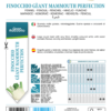 Fenouil géant Mammouth Perfection