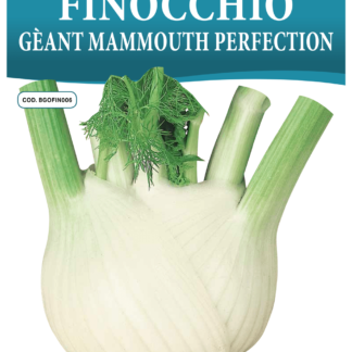 Fenouil géant Mammouth Perfection