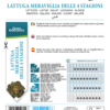 Laitue pommée Merveille des 4 Saisons