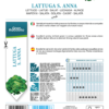 Laitue S. Anna