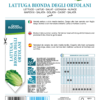 Laitue romaine blonde Degli Ortolani