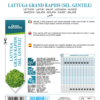Laitue Grand Rapids