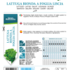 Laitue à couper blonde à feuilles lisses