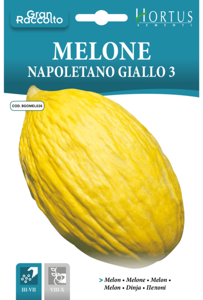 Melon jaune Napoletano 3