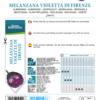Aubergine violette de Florence