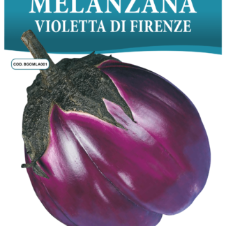 Aubergine violette de Florence