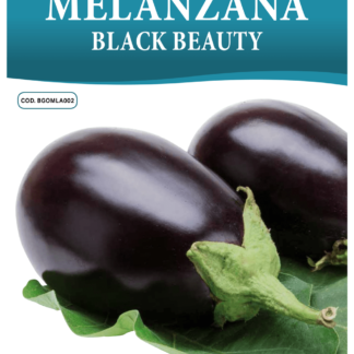 Aubergine violette Black Beauty