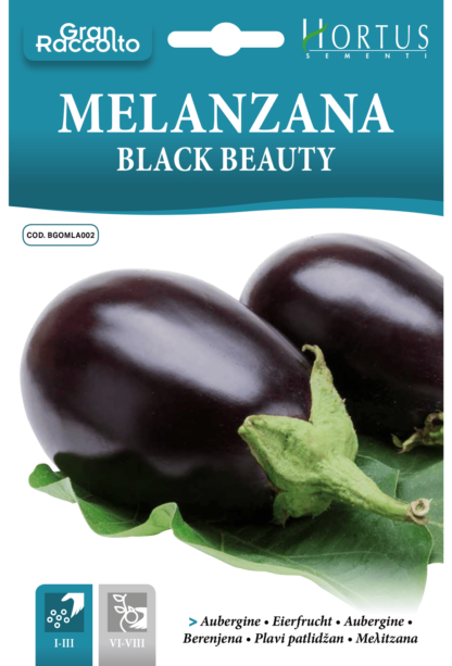 Aubergine violette Black Beauty