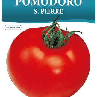 Tomate Saint Pierre