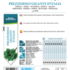Persil géant d'Italie