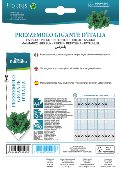 Persil géant d'Italie