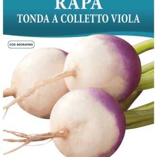 Navet potager Tonda a Colletto Viola