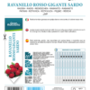 Radis Rosso Gigante Sardo