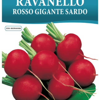 Radis Rosso Gigante Sardo