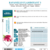 Radis Flamboyant 3