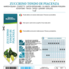 Courgette ronde de Piacenza
