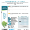Courgette blanche de Trieste