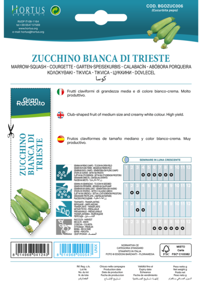 Courgette blanche de Trieste