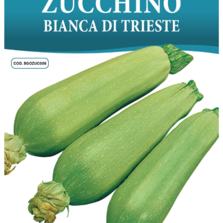 Courgette blanche de Trieste