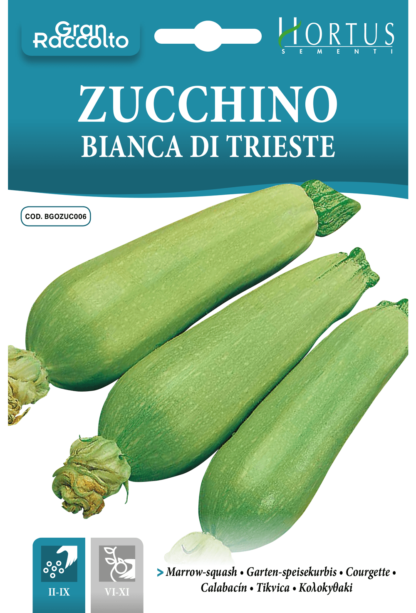 Courgette blanche de Trieste