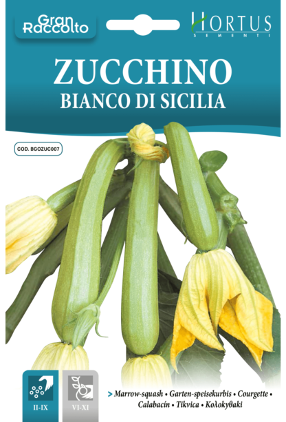 Courgette blanche de Sicile