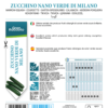 Courgette verte de Milan
