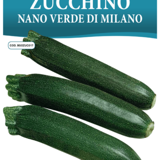 Courgette verte de Milan