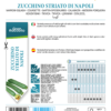 Courgette striée de Naples