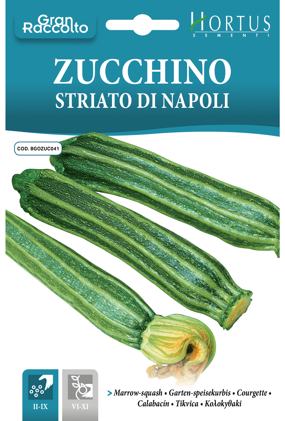 Courgette striée de Naples