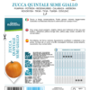 Courge Quintal jaune