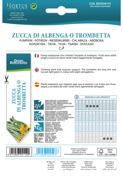 Courge Trompette d'Albenga