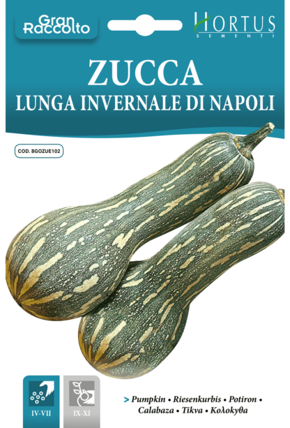 Courgette longue de Naples