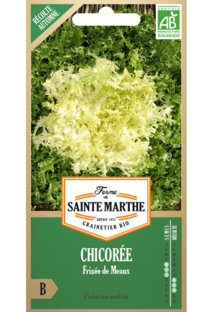 Chicorée Frisée de Meaux