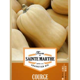 Courge Musquée Butternut