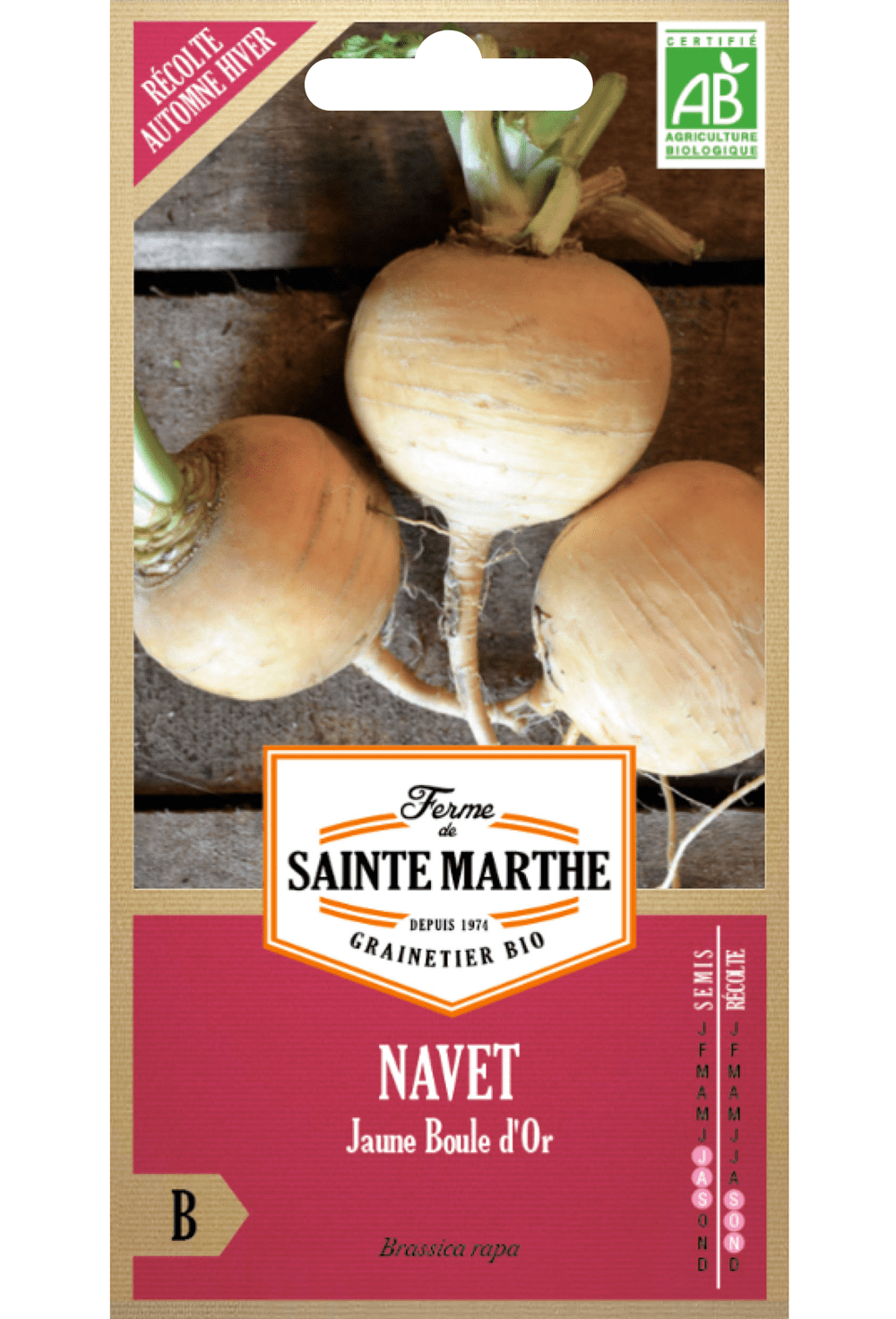 Navet Jaune Boule d'Or