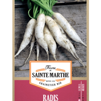 Radis Chandelle de Glace