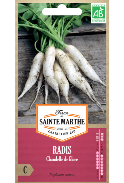 Radis Chandelle de Glace