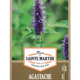 Agastache Rugosa