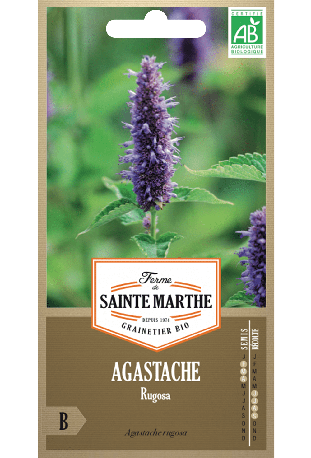 Agastache Rugosa