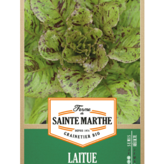 Laitue Romaine Chicon Panaché