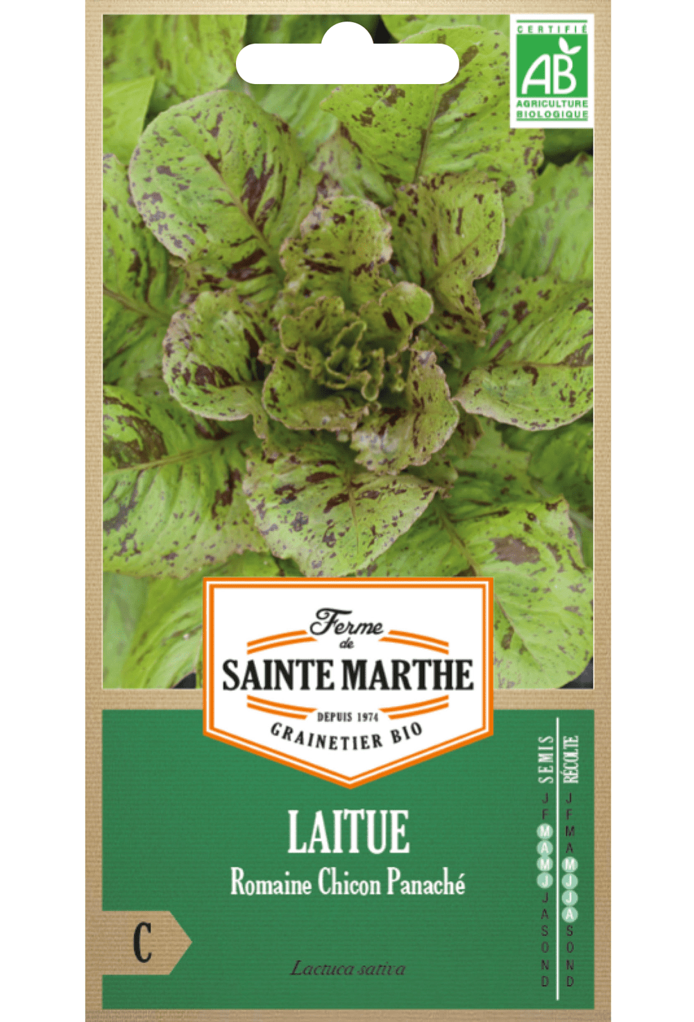 Laitue Romaine Chicon Panaché