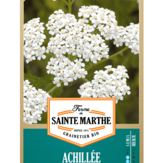 Achillée Millefeuille