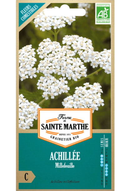 Achillée Millefeuille