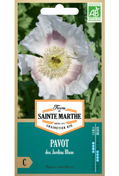 Pavot des Jardins Blanc